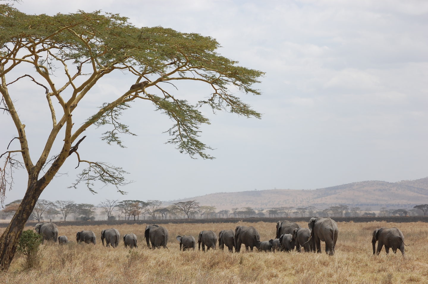 Serengeti Africa