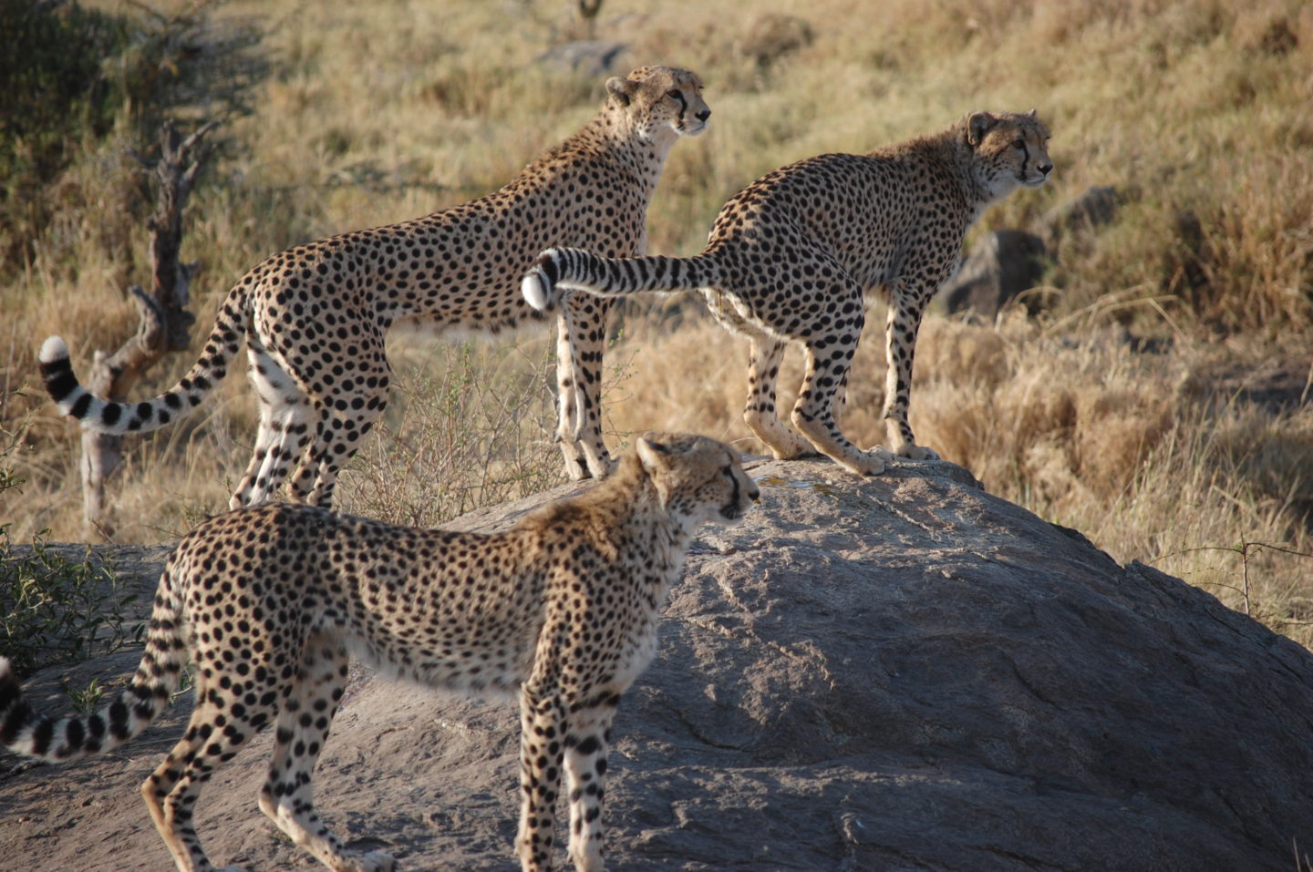 My first safari – Masai Mara, Kenya
