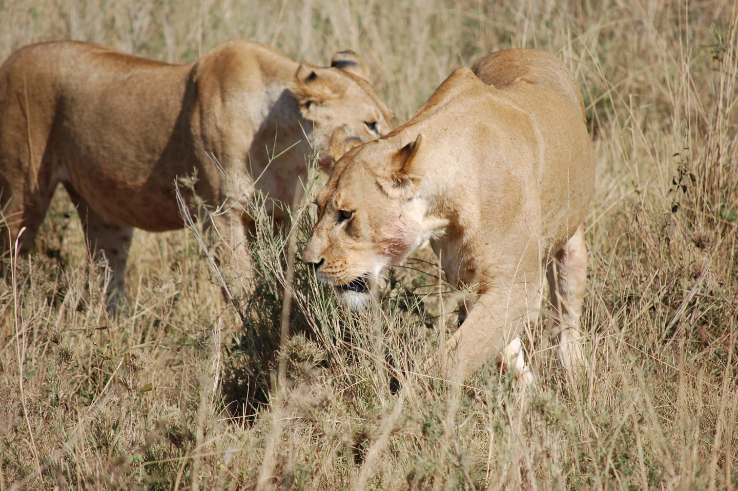 Serengeti – best Safari experience to date