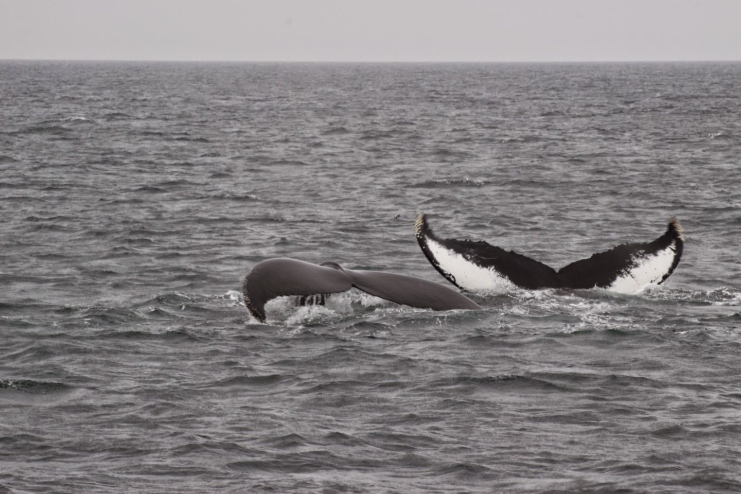 Whale Watching – 2 failed attempts, 3rd time lucky!
