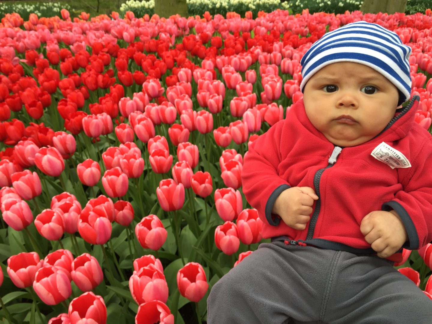 Viewing Tulips in Keukenhof, Netherlands