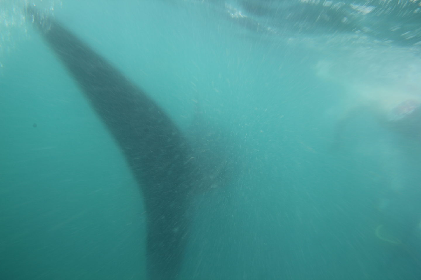 Swimming with whale sharks in Donsol, Philippines