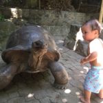Ilyas and giant tortoise