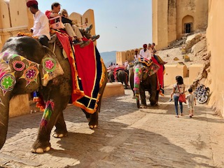 elephants at Amer Fort Jaipur