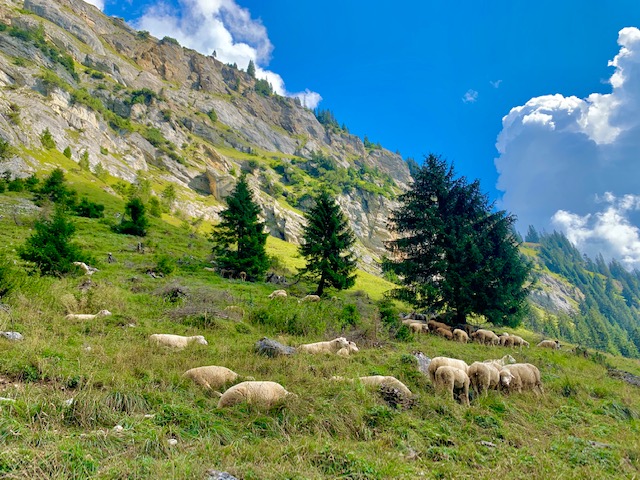 Lag da Pigniu hike sheep